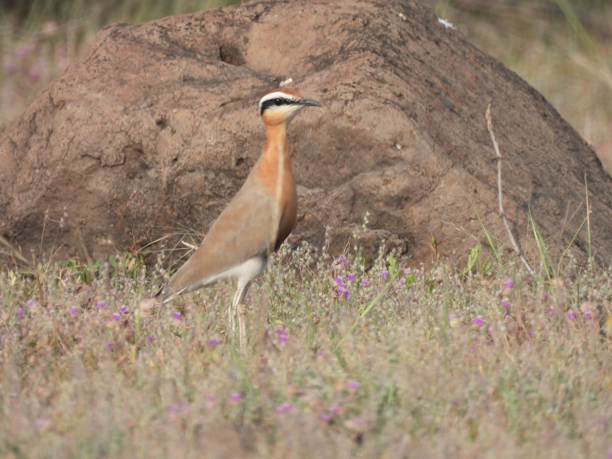 Indian Courser - ML643741511
