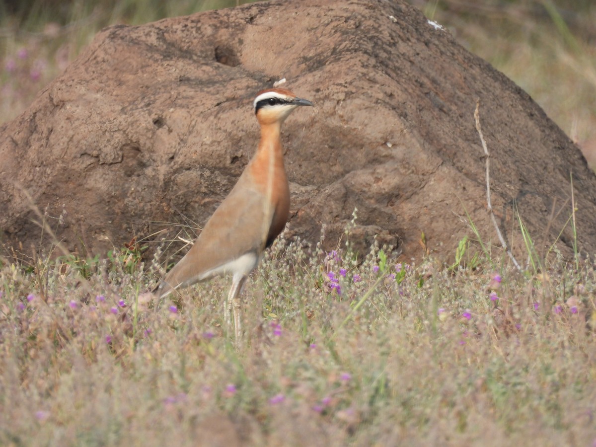Indian Courser - ML643741513