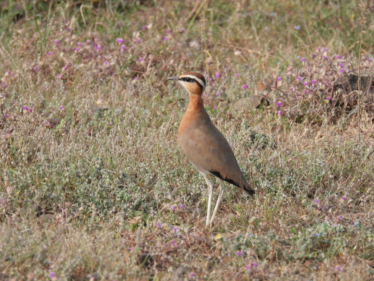 Indian Courser - ML643741514