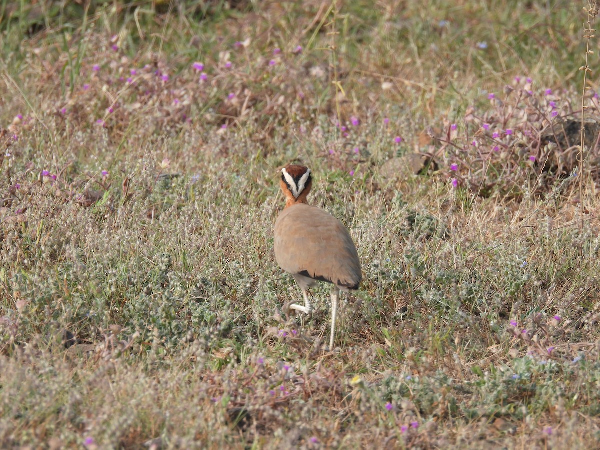 Indian Courser - ML643741515