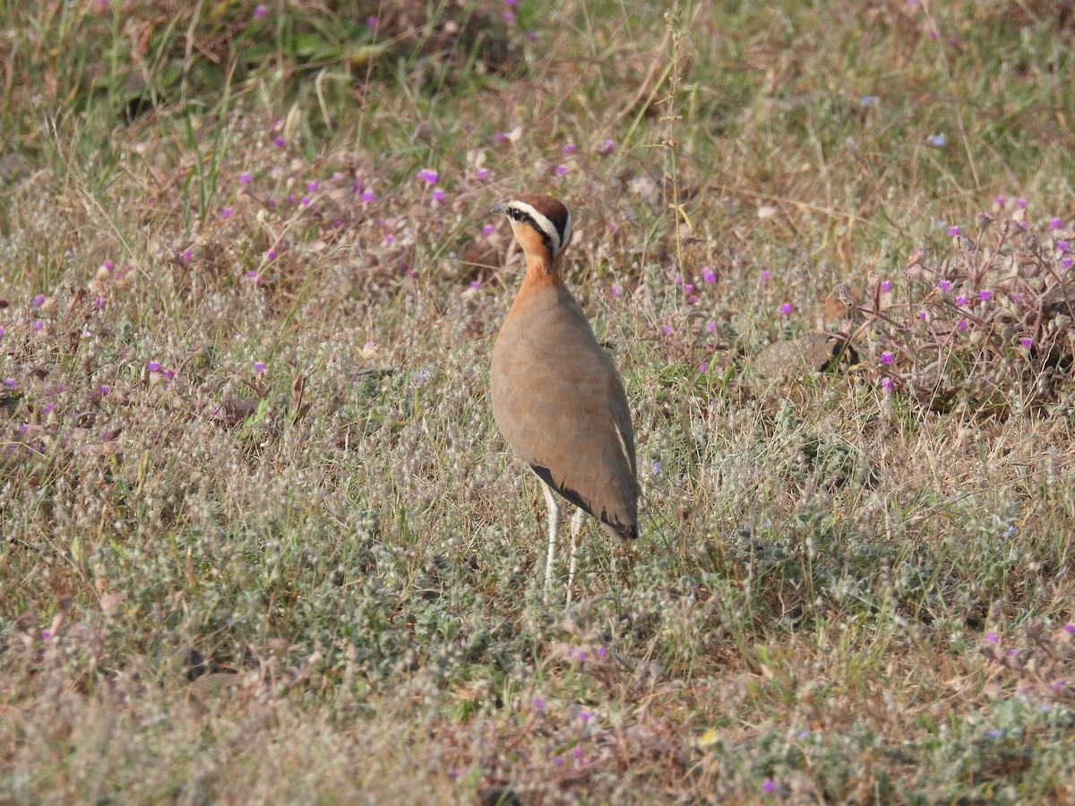 Indian Courser - ML643741516
