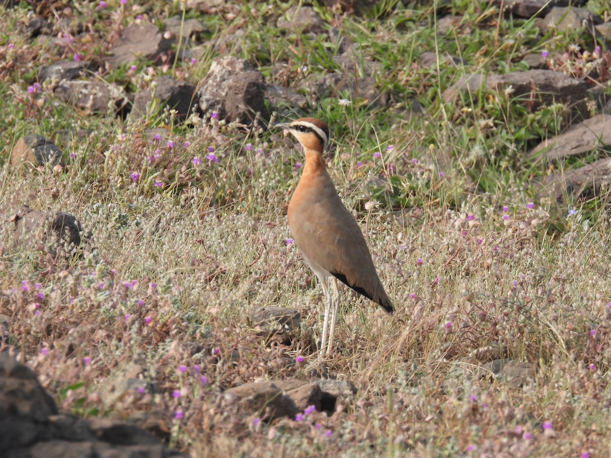 Indian Courser - ML643741517