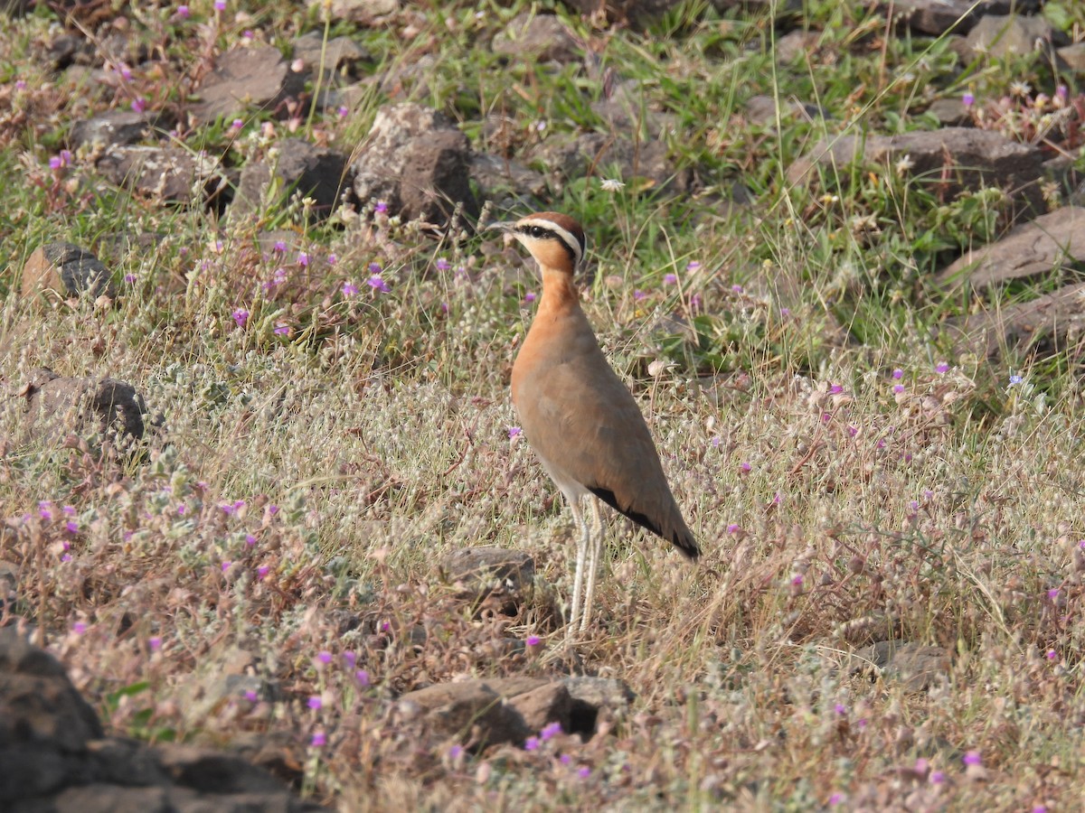 Indian Courser - ML643741518