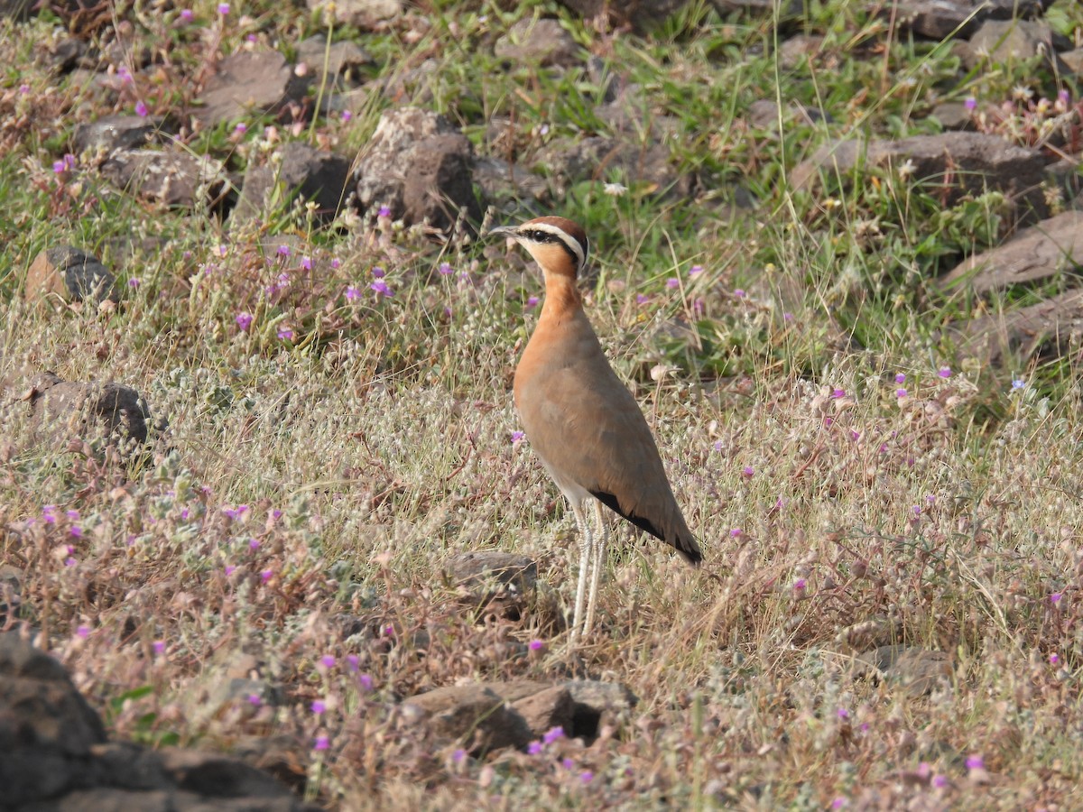 Indian Courser - ML643741519