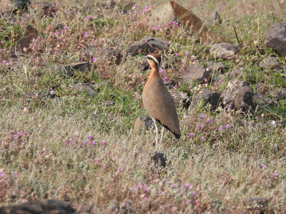 Indian Courser - ML643741520