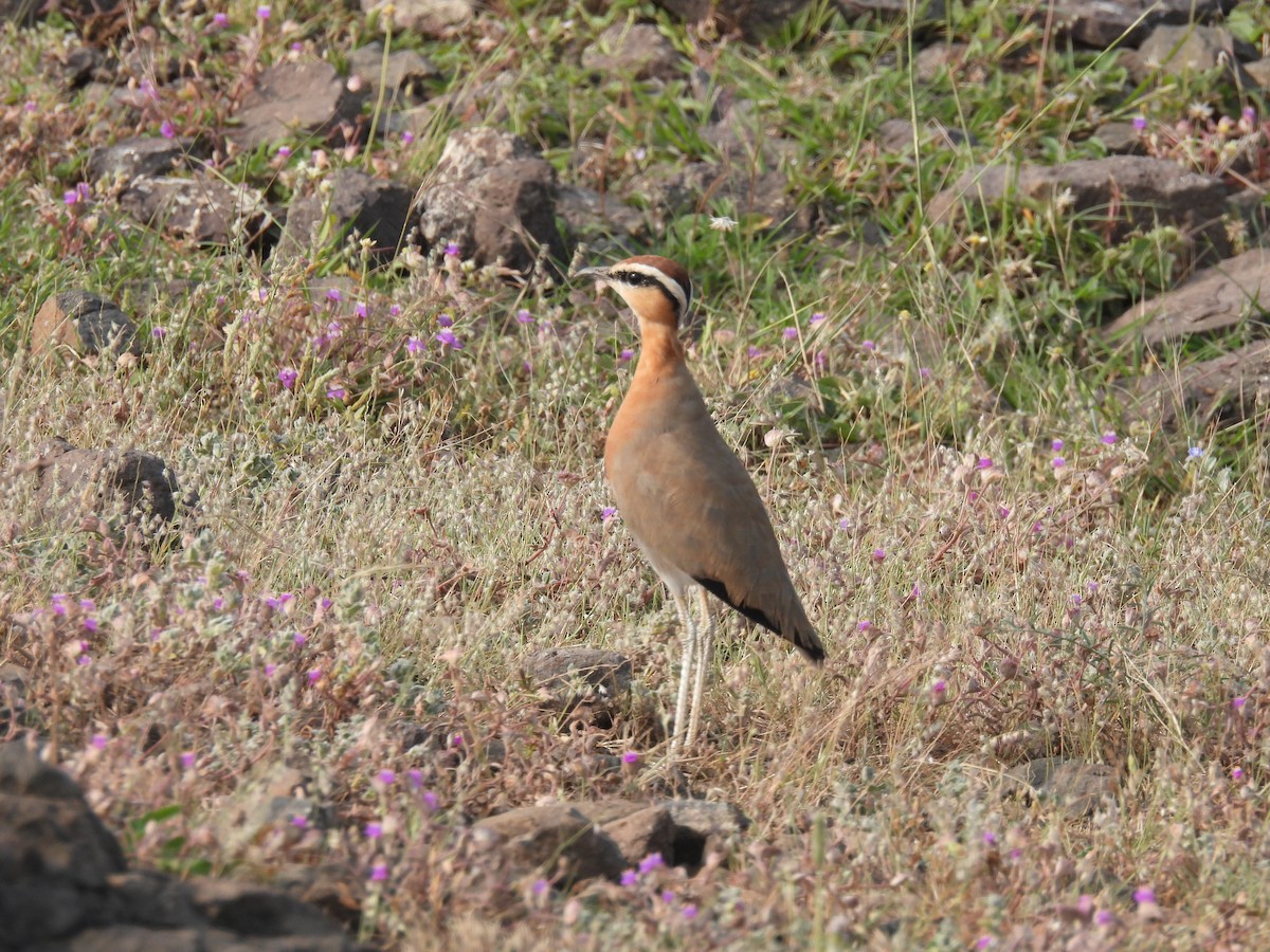 Indian Courser - ML643741521