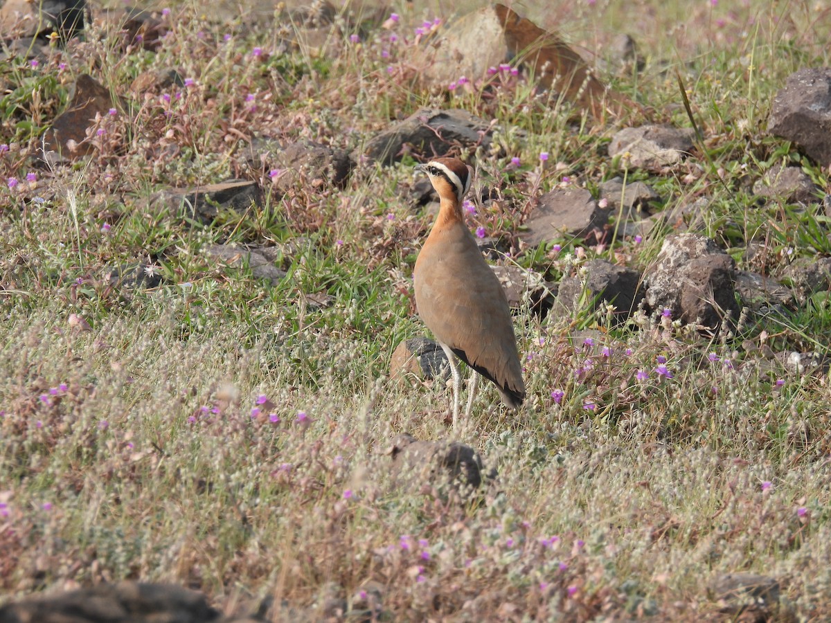 Indian Courser - ML643741522