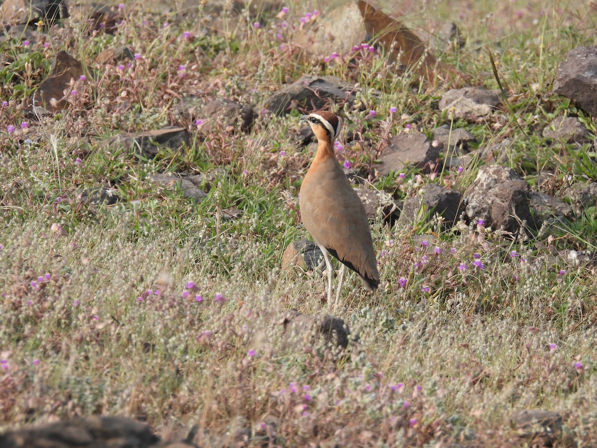 Indian Courser - ML643741523
