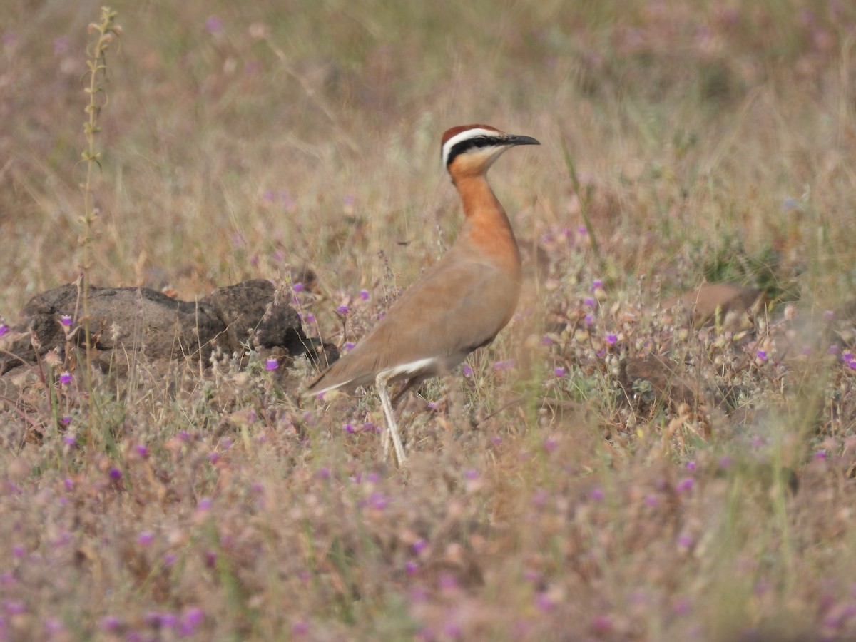 Indian Courser - ML643741524