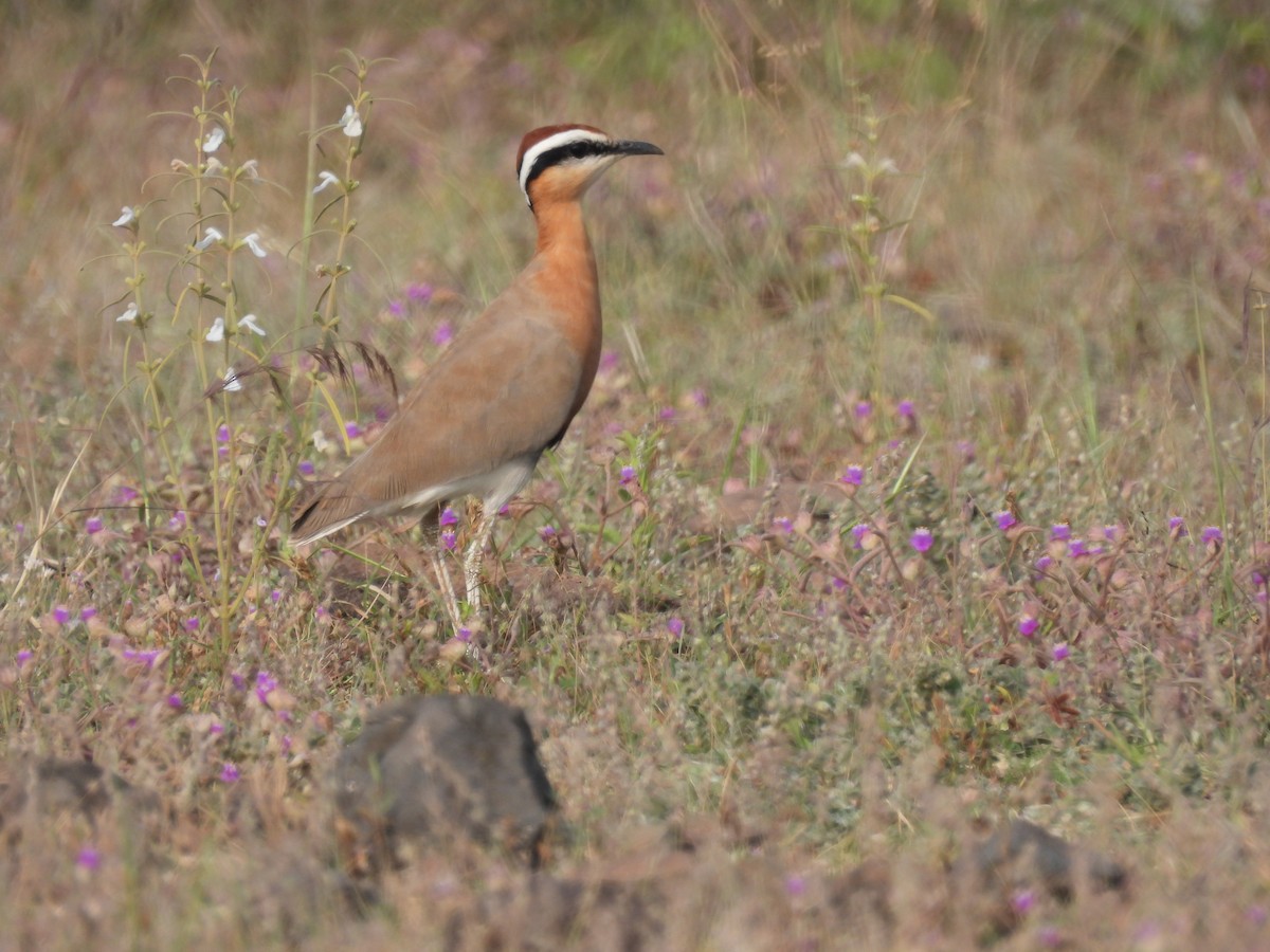 Indian Courser - ML643741525