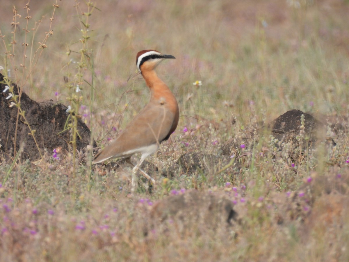Indian Courser - ML643741526