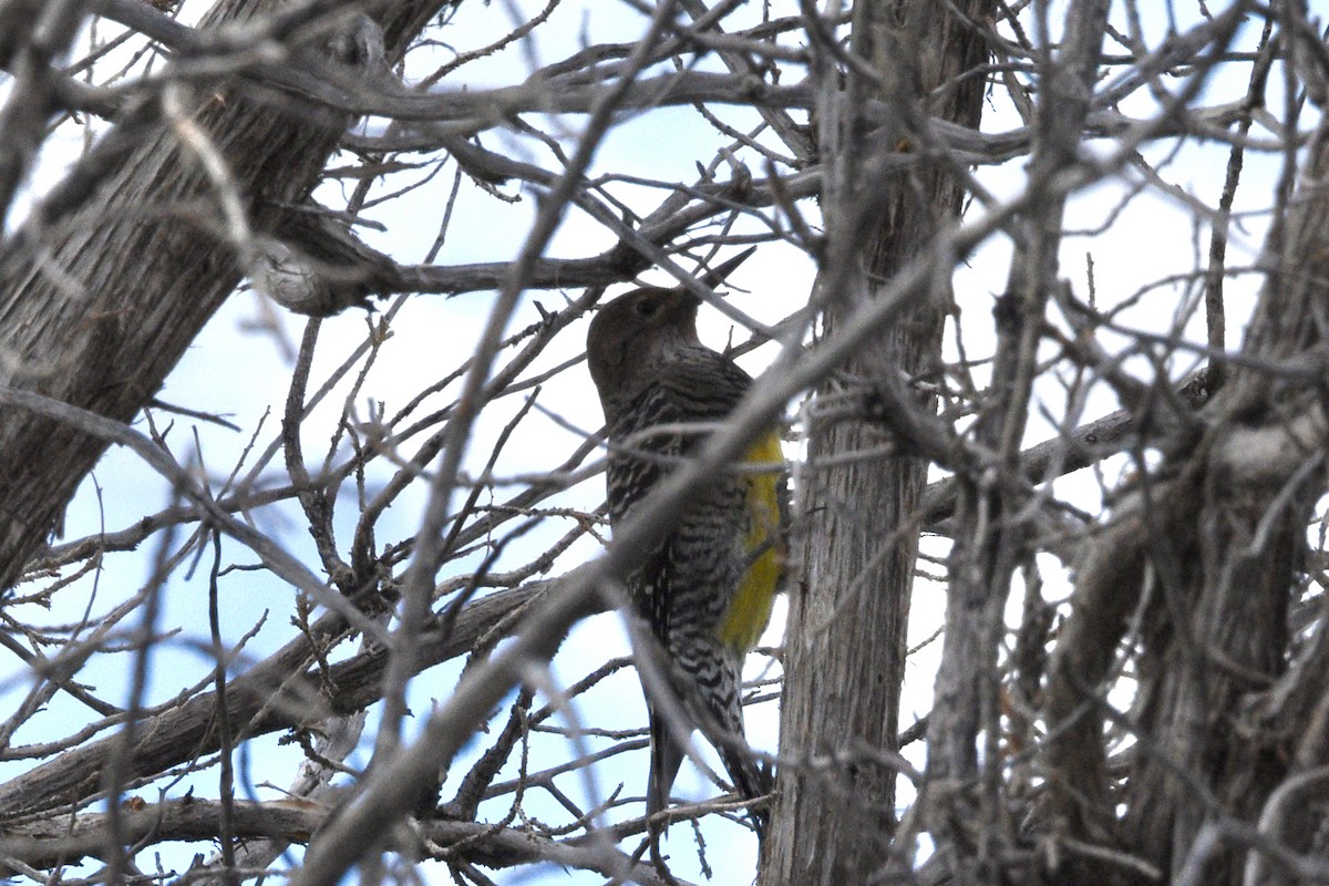 Williamson's Sapsucker - ML643741528