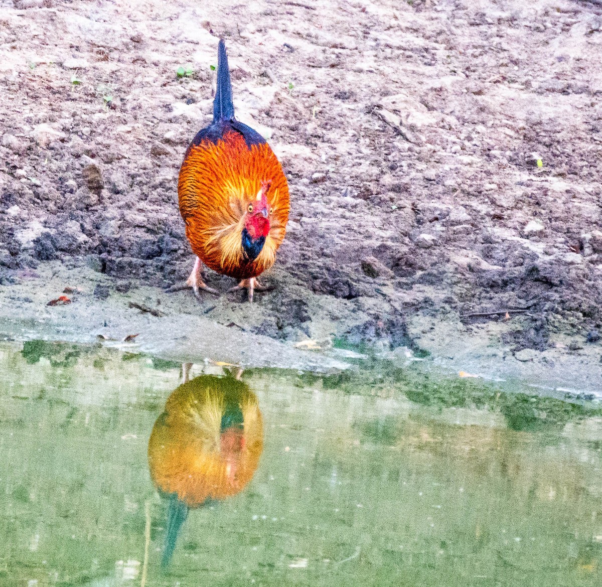 Sri Lanka Junglefowl - ML643741539