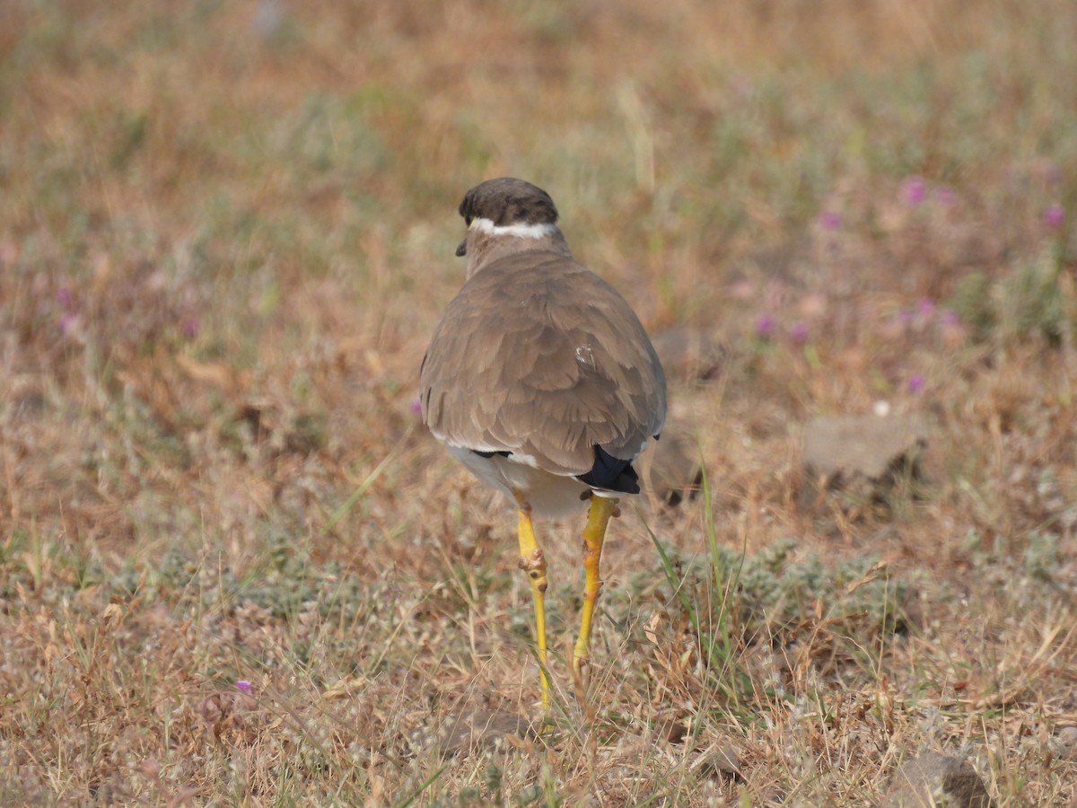 Yellow-wattled Lapwing - ML643741545