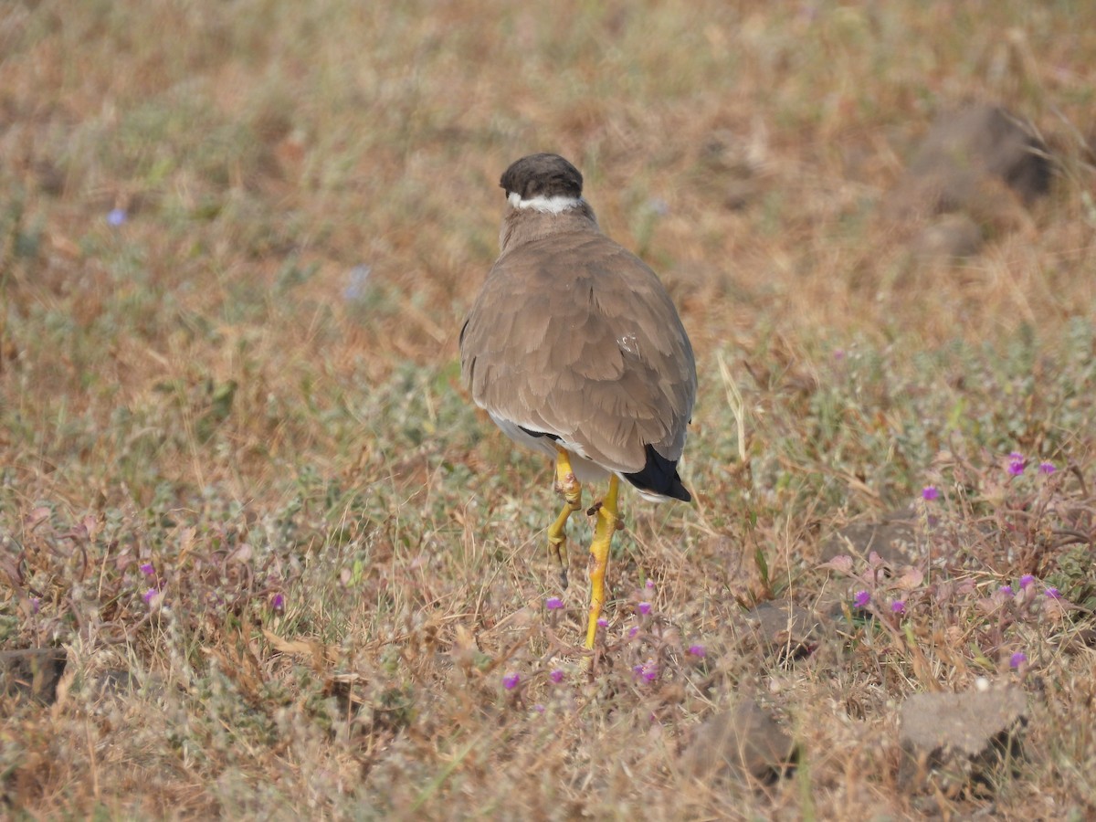 Yellow-wattled Lapwing - ML643741546