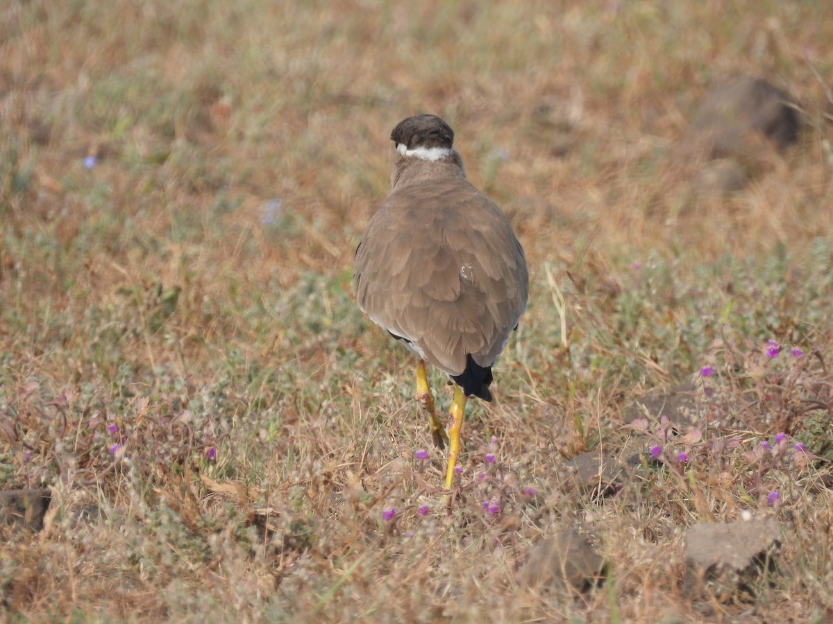 Yellow-wattled Lapwing - ML643741547