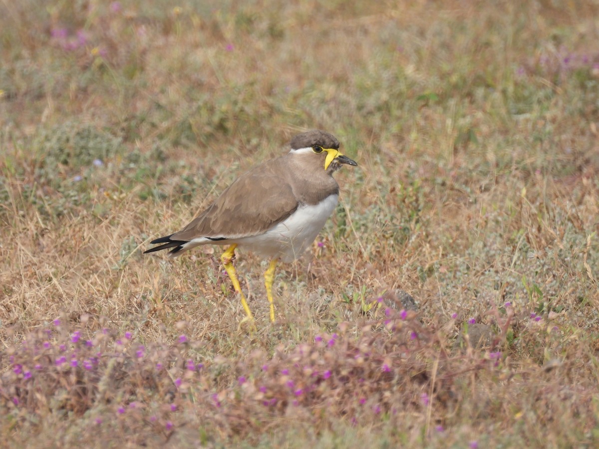 Yellow-wattled Lapwing - ML643741548