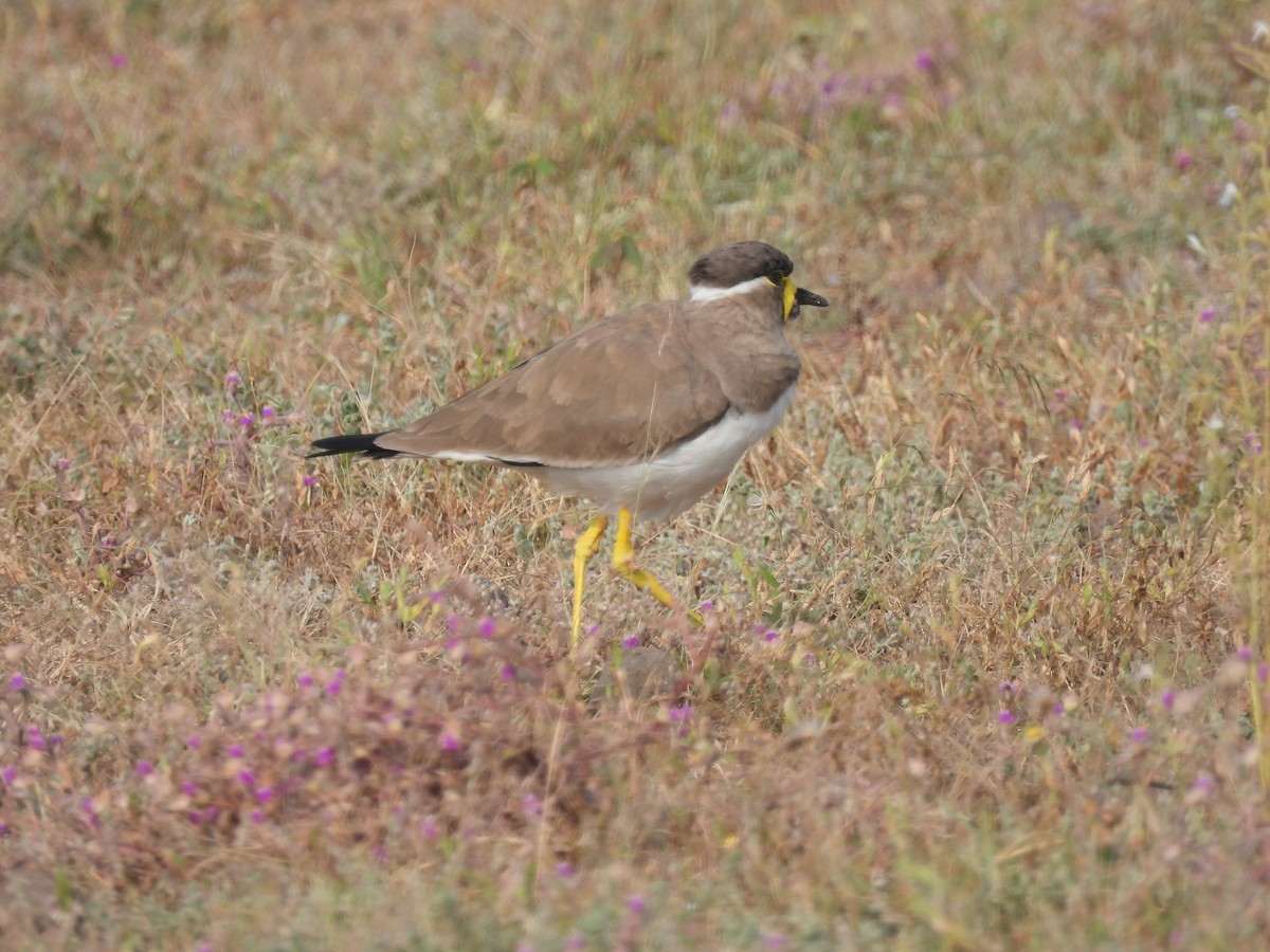 Yellow-wattled Lapwing - ML643741549