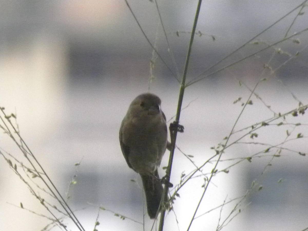 Ruddy-breasted Seedeater - ML643741559