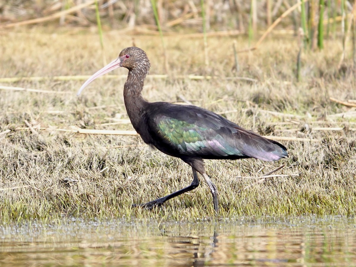 Puna Ibis - ML643741561