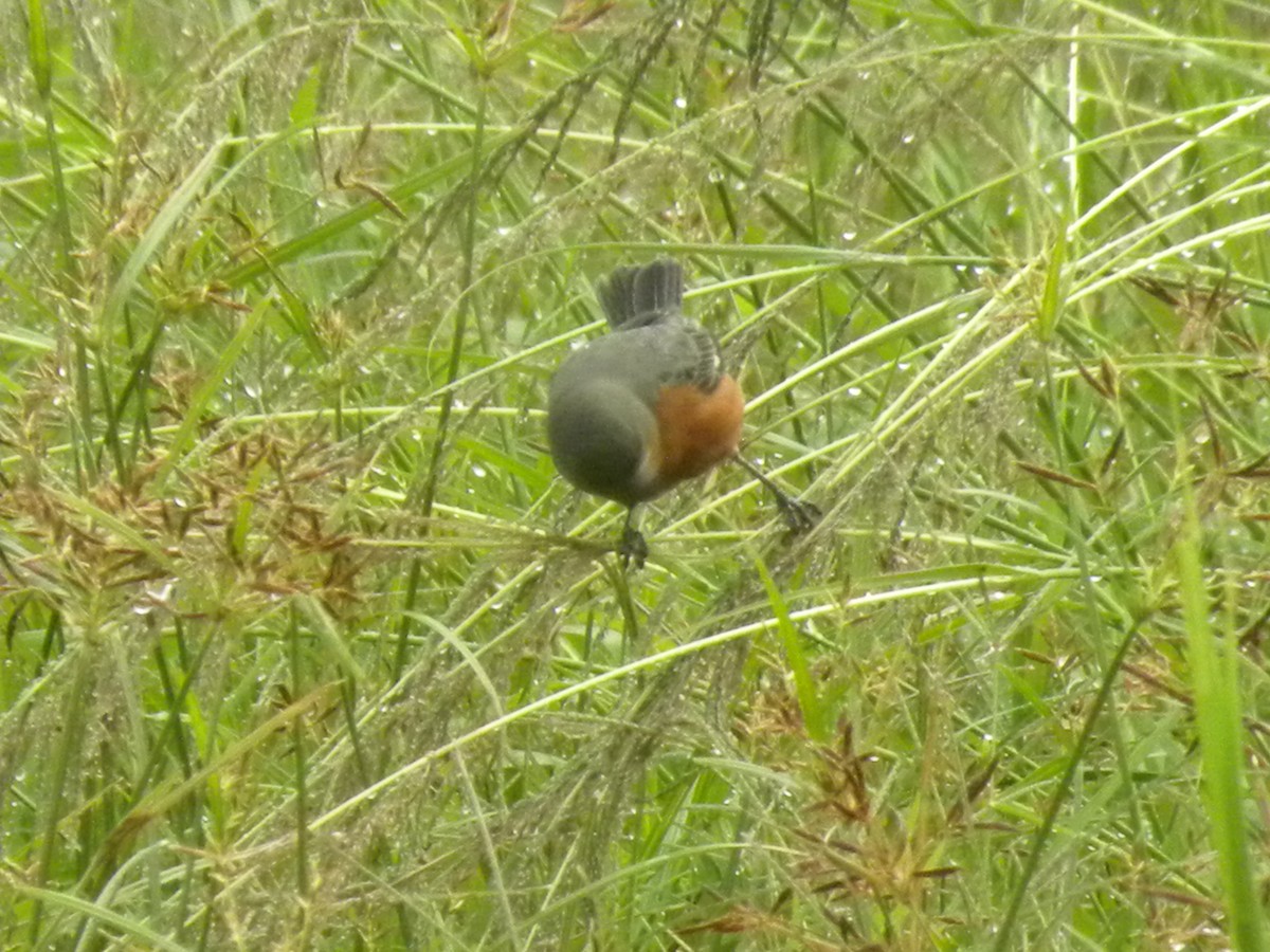 Ruddy-breasted Seedeater - ML643741564