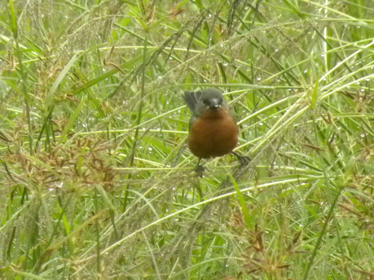 Ruddy-breasted Seedeater - ML643741565