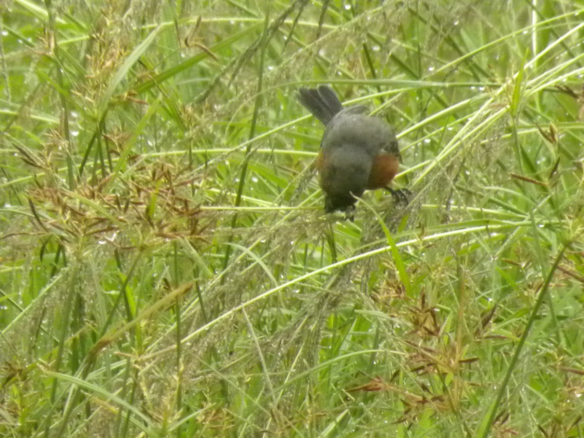 Ruddy-breasted Seedeater - ML643741566