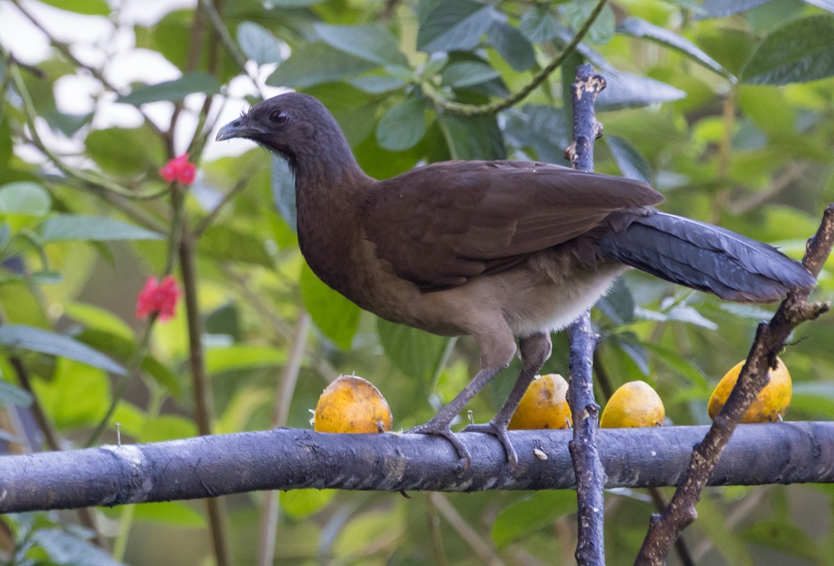 Gray-headed Chachalaca - ML643741569