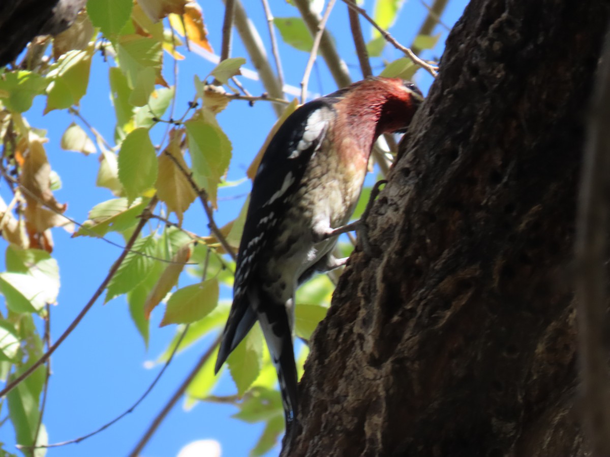 Red-breasted Sapsucker - ML643741570