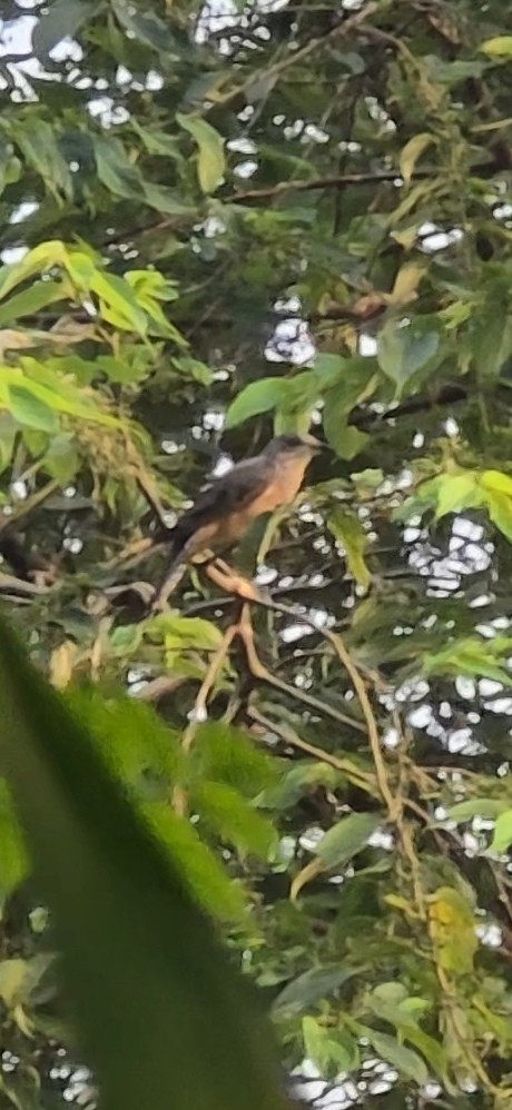 Plaintive Cuckoo - ML643741571