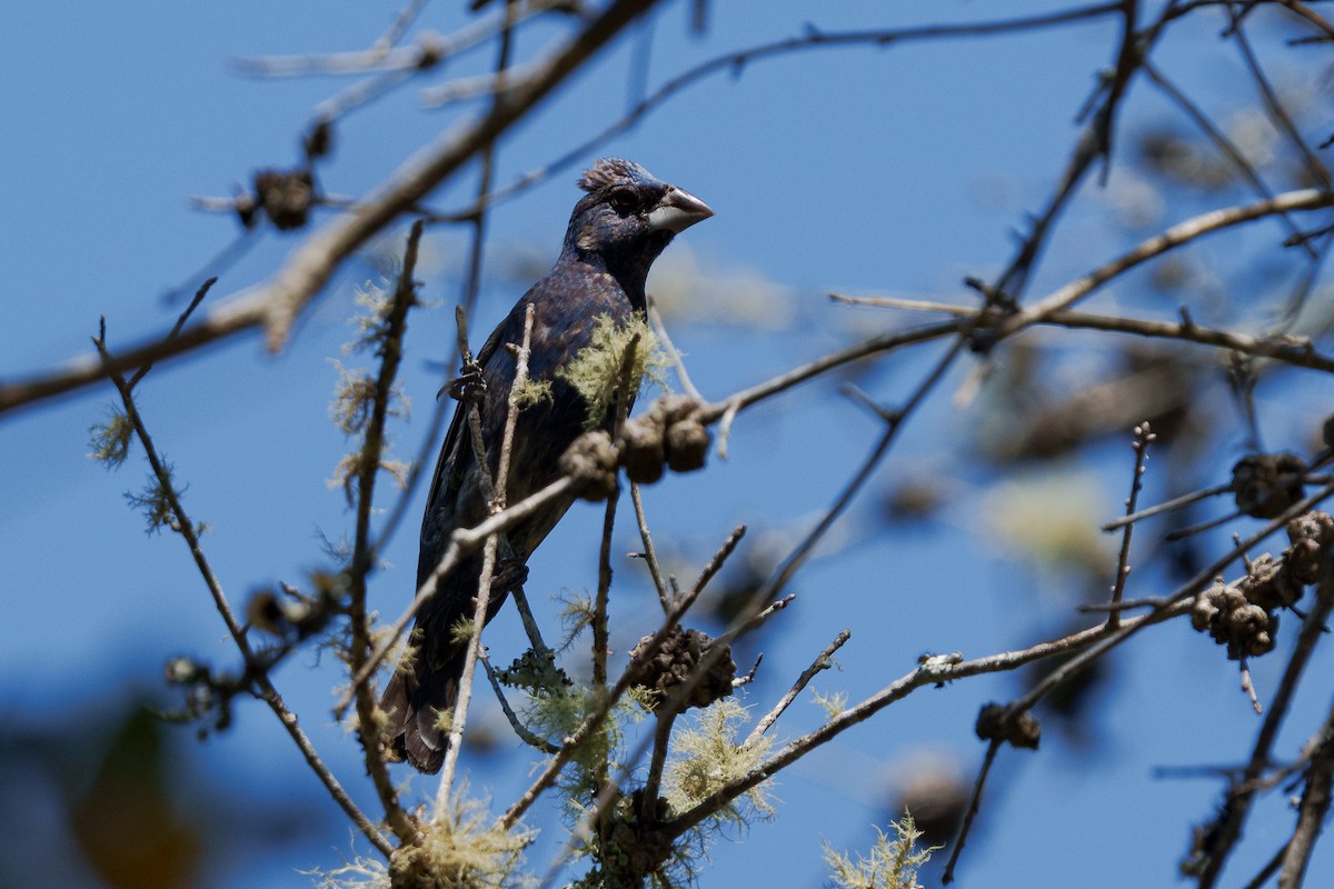 Blue Grosbeak - ML643741574