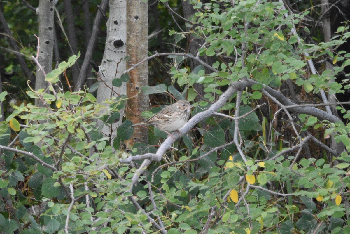 Vesper Sparrow - ML643741604