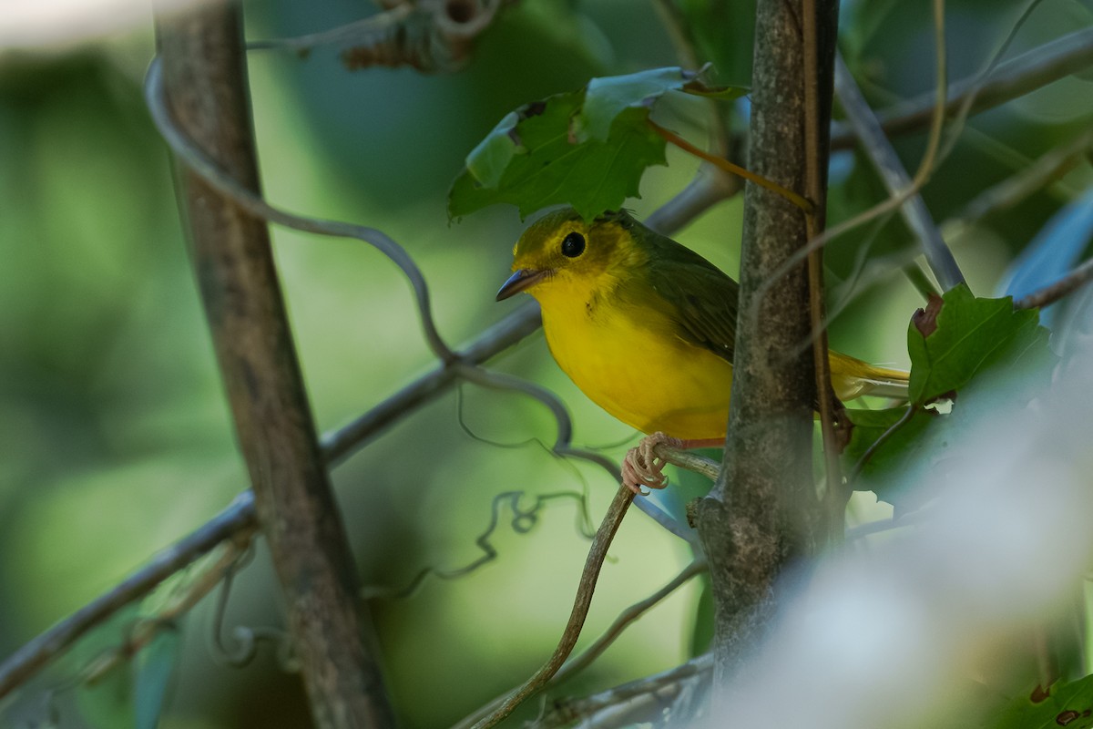Hooded Warbler - ML643741613