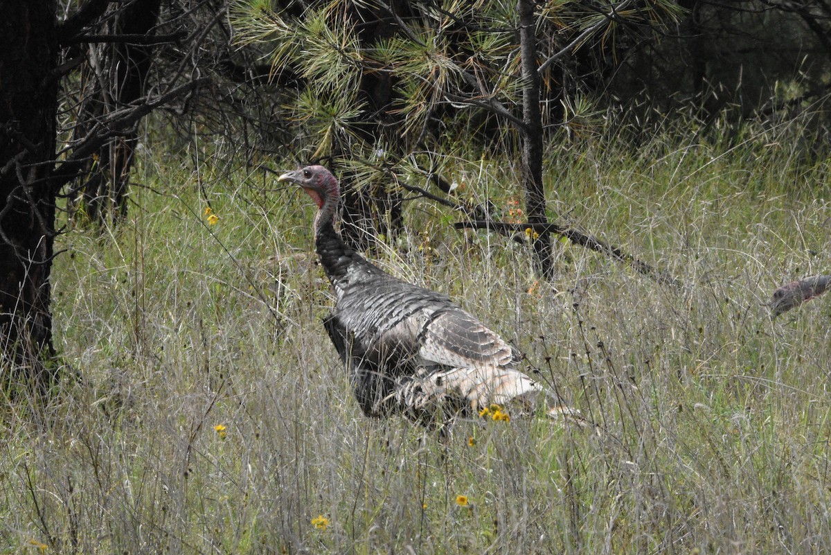 Wild Turkey - ML643741622