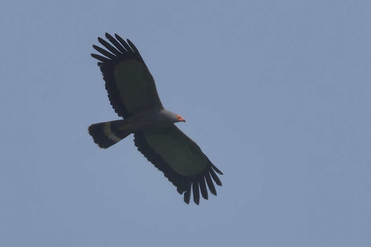 African Harrier-Hawk - ML643741625