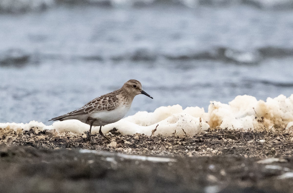 Baird's Sandpiper - ML643741627