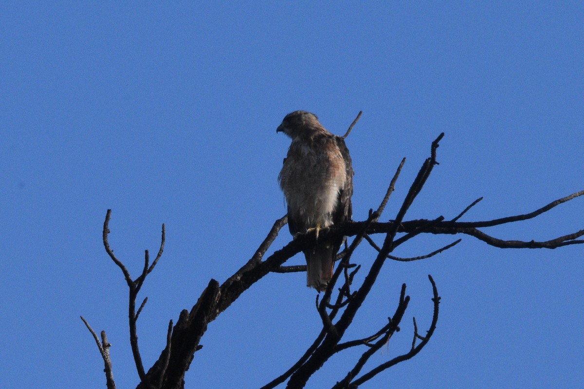 Red-tailed Hawk - ML643741640