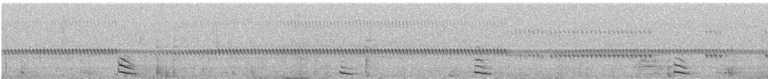 Australian Owlet-nightjar - ML643741646