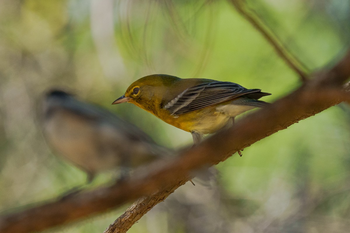 Pine Warbler - ML643741651