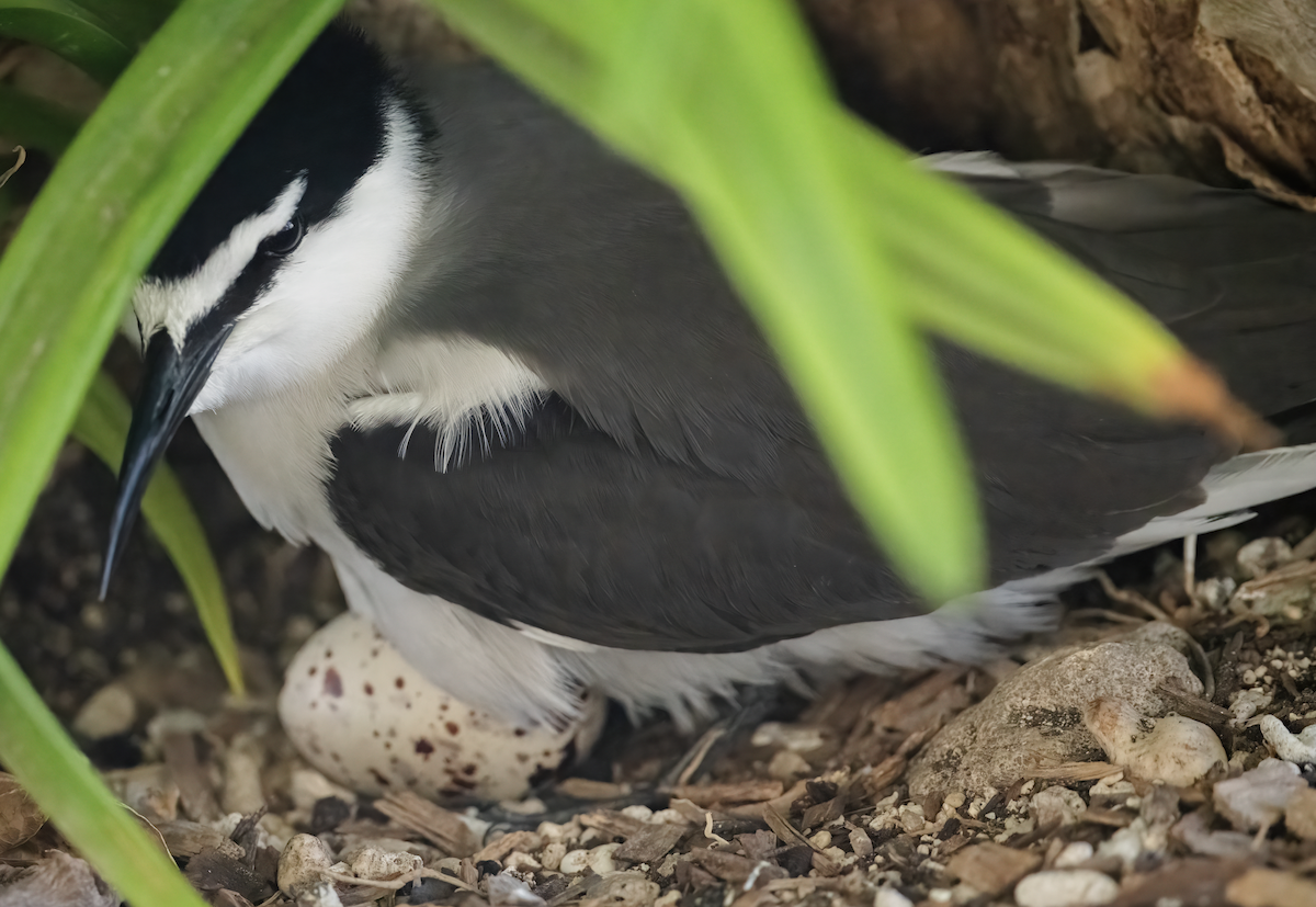 Bridled Tern - ML643741657