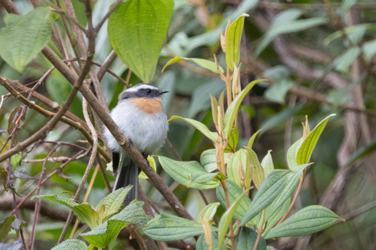 Rufous-breasted Chat-Tyrant - ML643741662