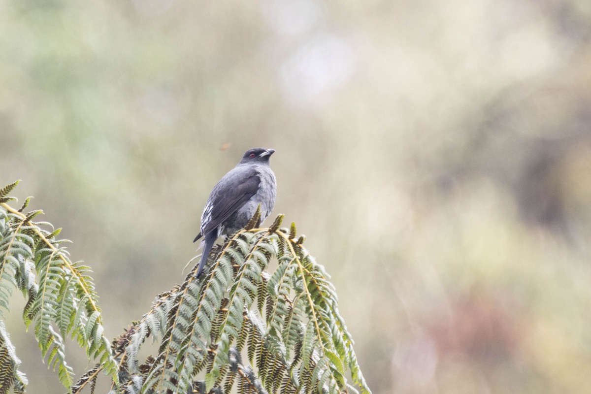 Red-crested Cotinga - ML643741665