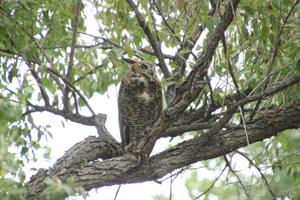Great Horned Owl - ML643741667