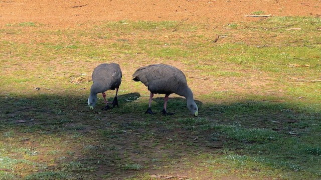 Cape Barren Goose - ML643741680