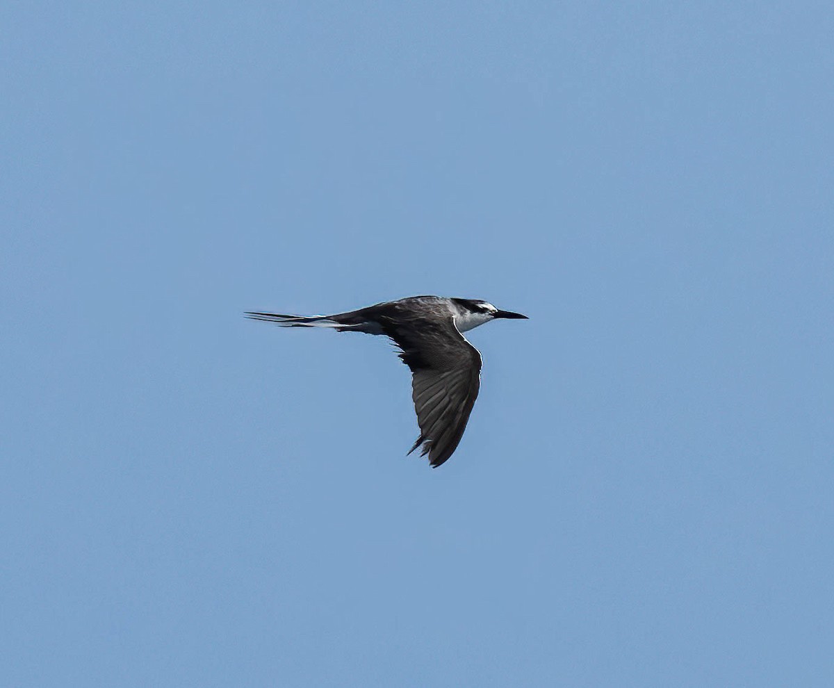 Bridled Tern - ML643741681