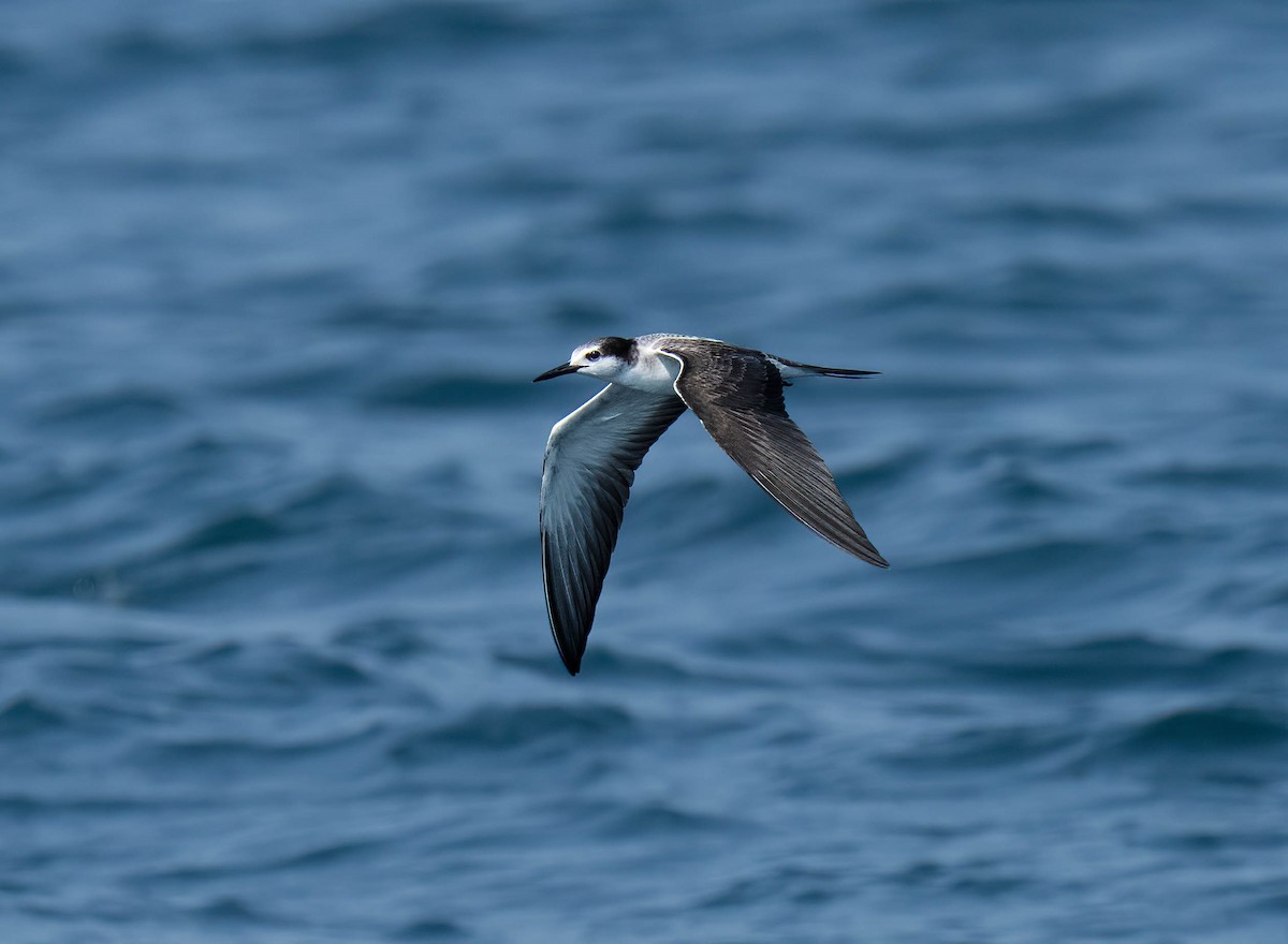 Bridled Tern - ML643741682