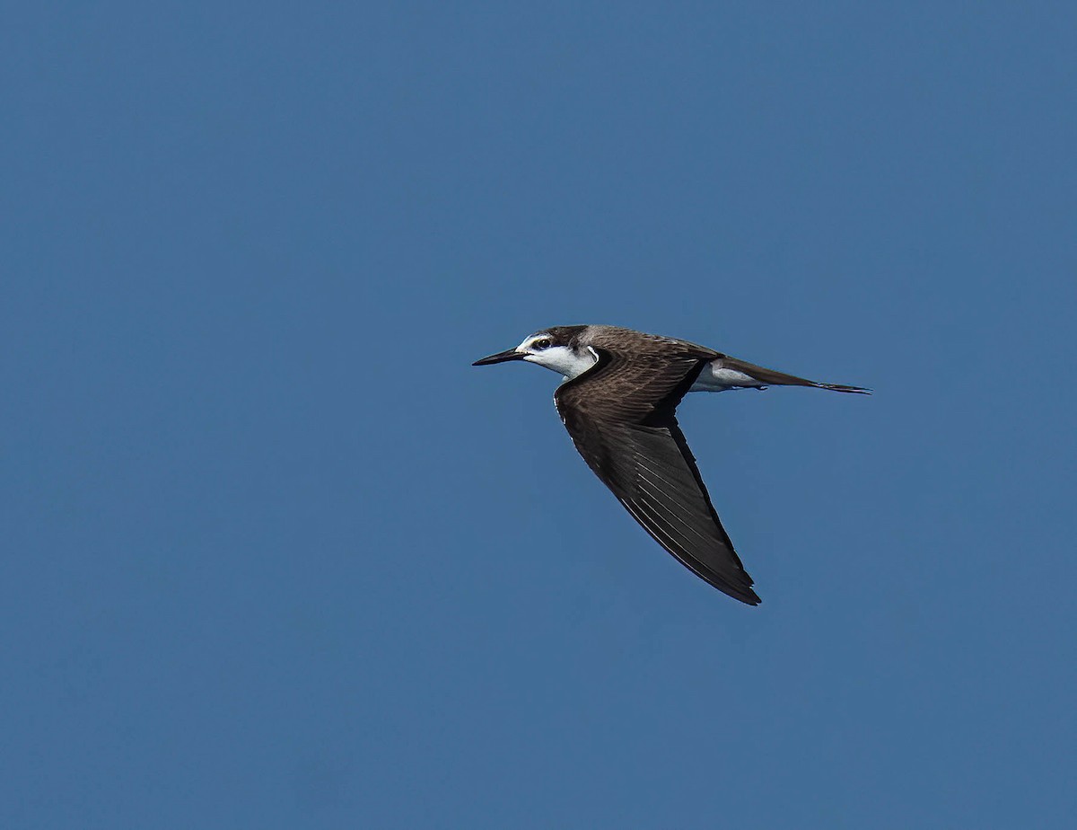 Bridled Tern - ML643741683