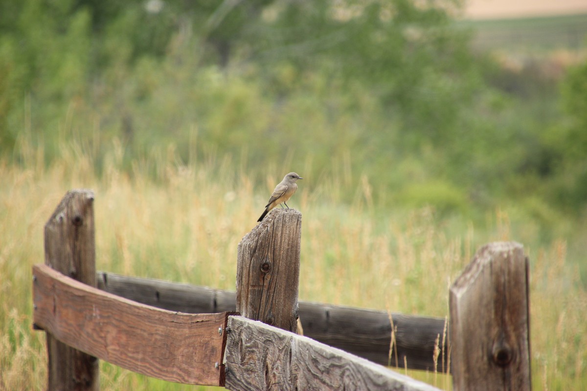 Say's Phoebe - ML643741684