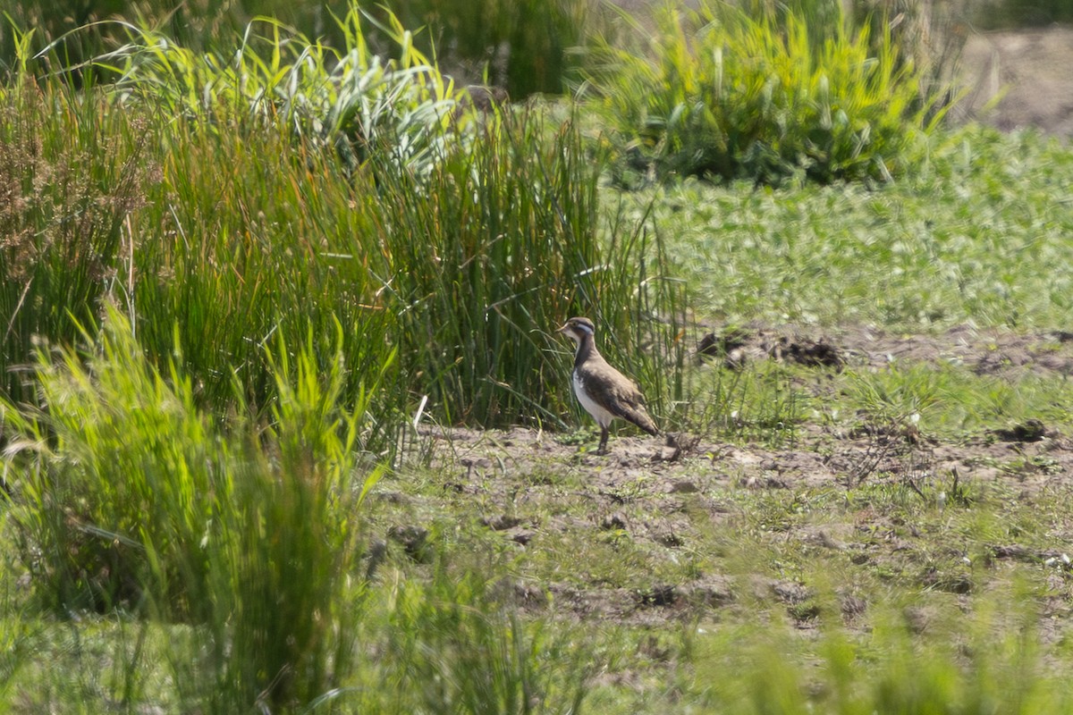 Banded Lapwing - ML643741690