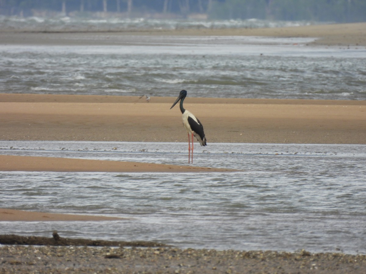 Black-necked Stork - ML643741691